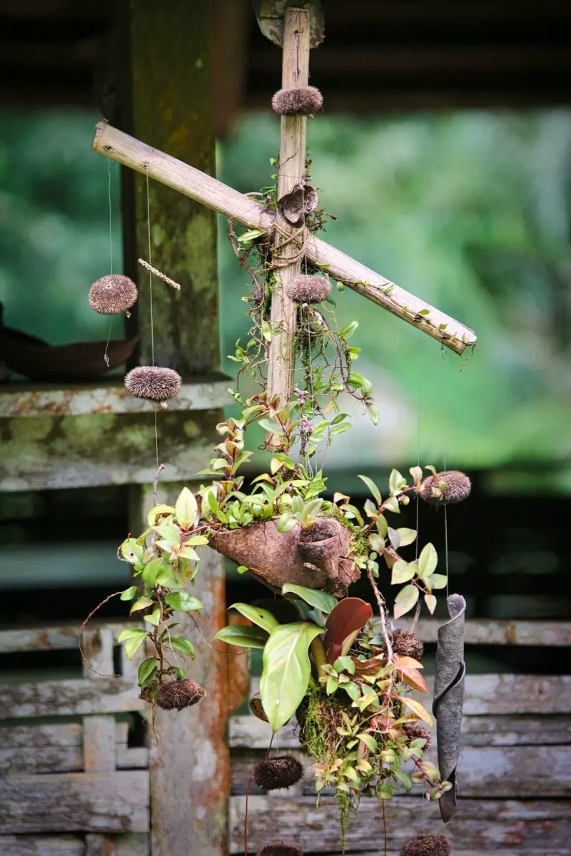 plant decoration in camp cisame