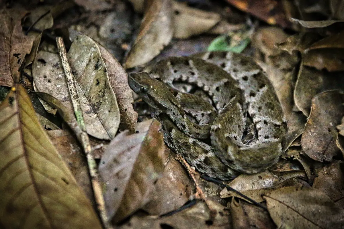 lancehead snake nearby camp cisame french guiana