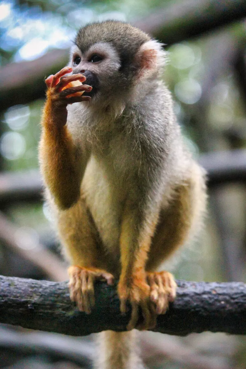 squirrel monkey in french guiana zoo