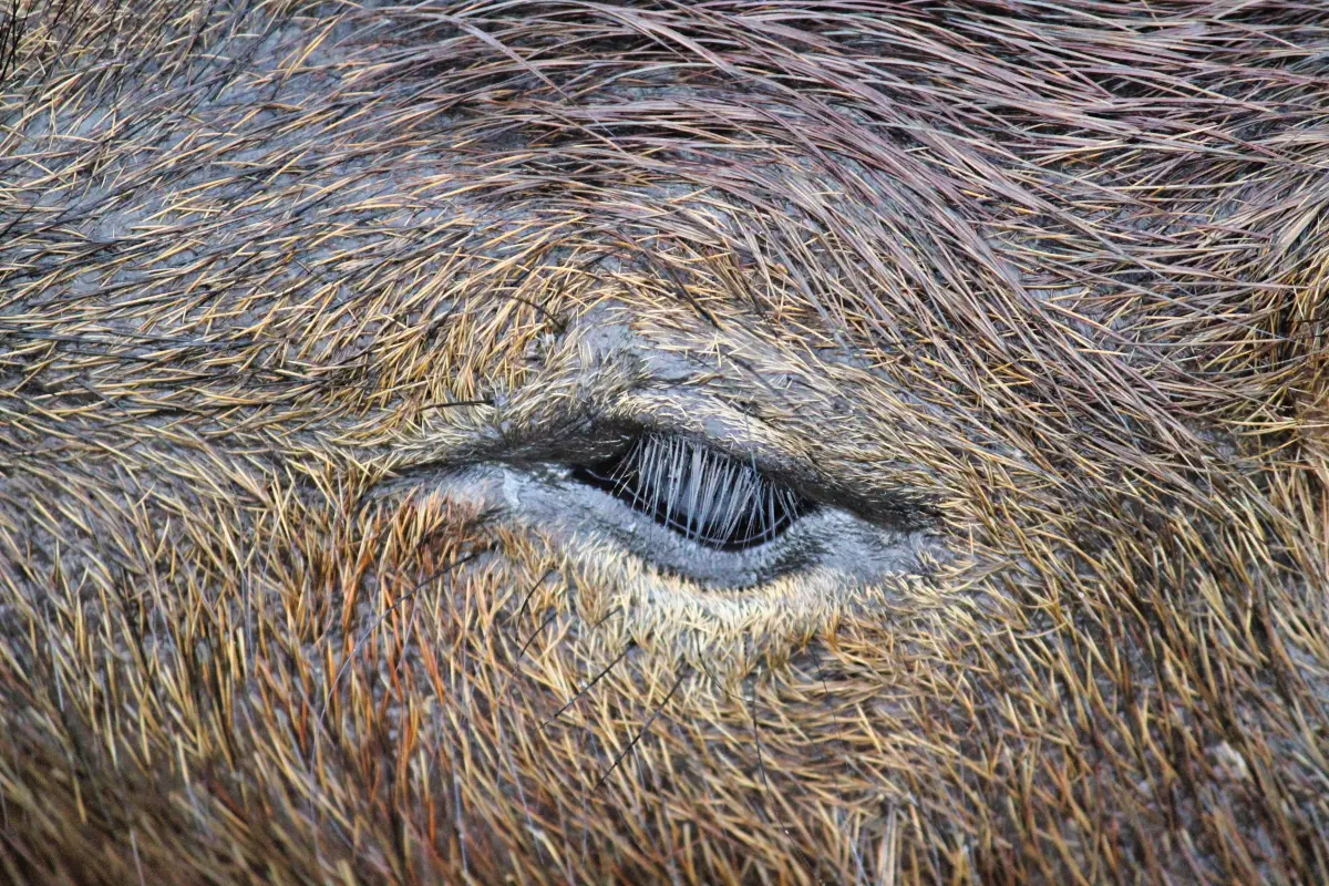 close up of a capybara eye