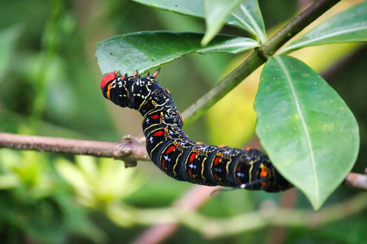 isognatus caricae caterpillar on frangipane