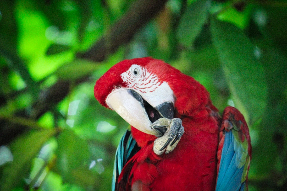 macaw things to do in belem