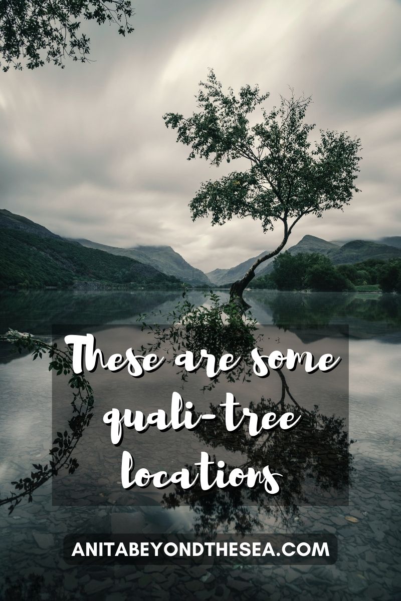 These are some quali-tree locations. Nature Puns