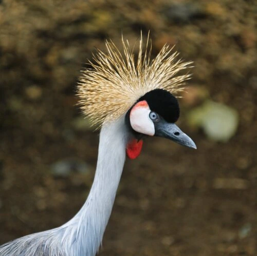 grey crowned crane in latouche dwelling martinique