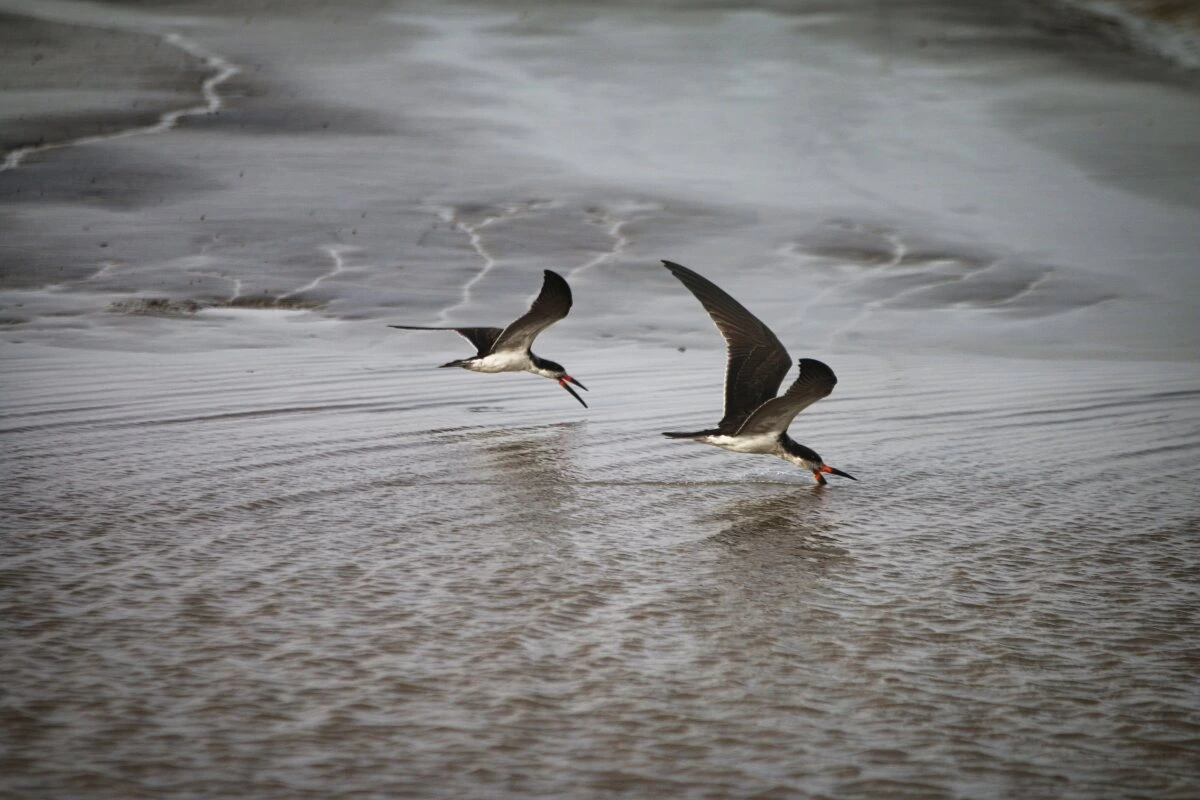 skimmers fishing in Guatemala nearby Kourou French Guiana