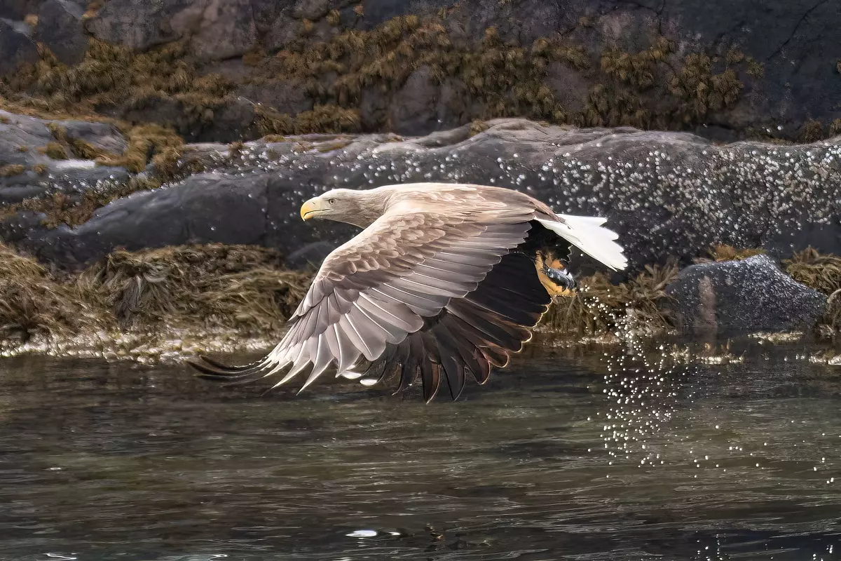 sea eagle safari in lofoten fishing nearby svolvaer