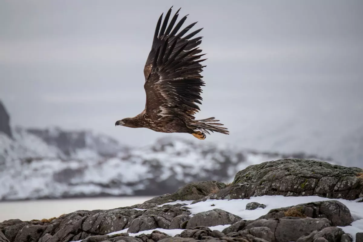 sea eagle safari in lofoten svolvaer trollfjord