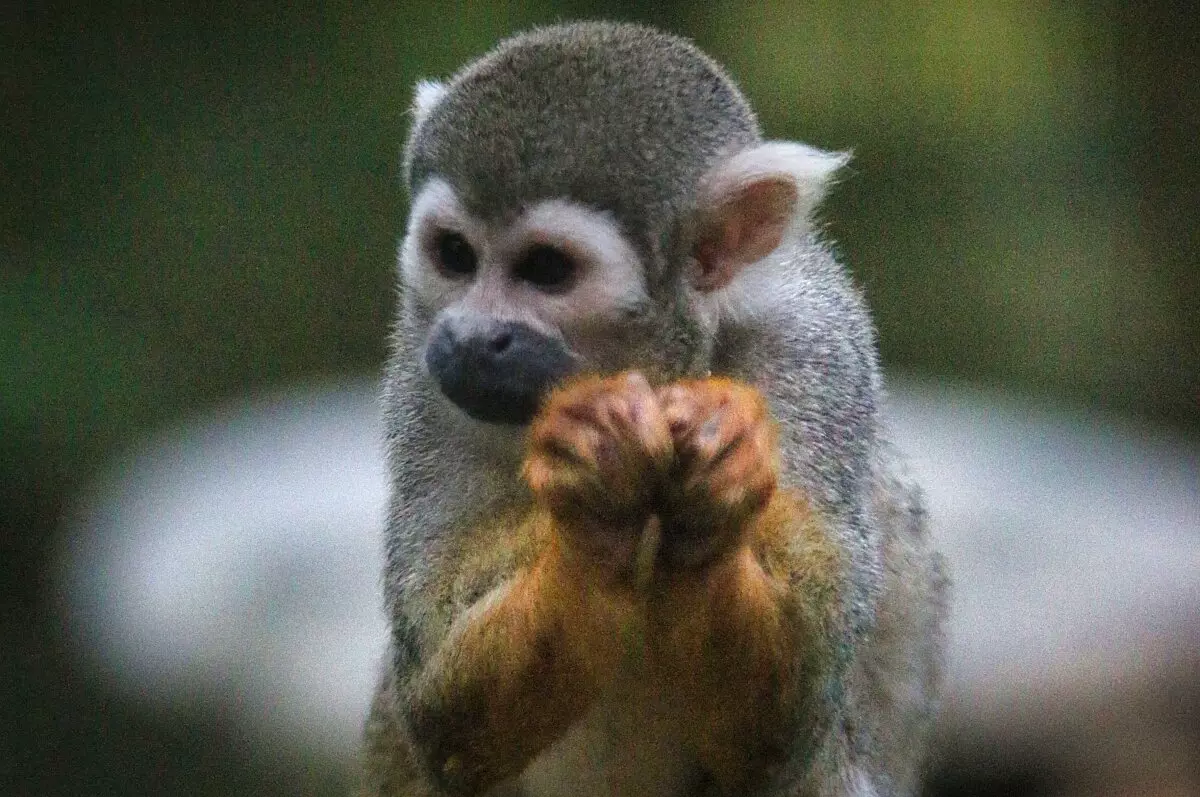 squirrel monkey ilet la mère french guiana