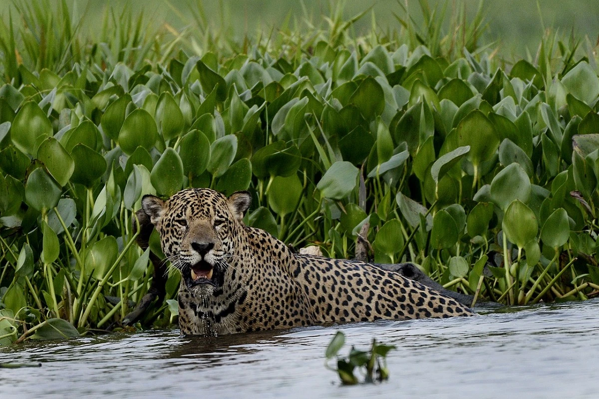 jaguar pantanal things to do in brazil