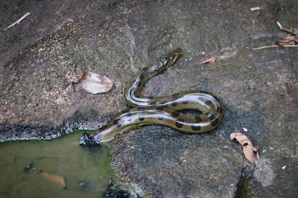 anaconda on a rock in french guiana camp cisame