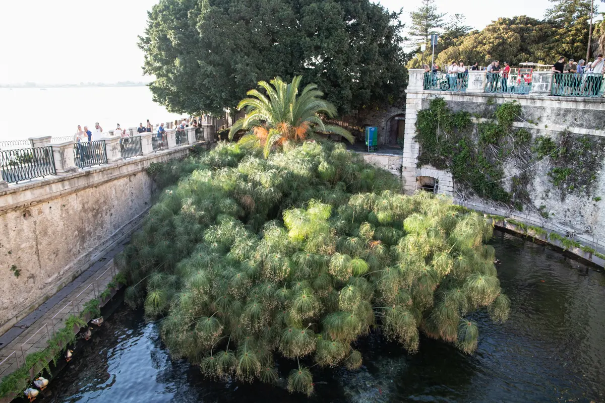 view of a large pool with trees inside it and high walls around ortigia arethusa spring eastern sicily