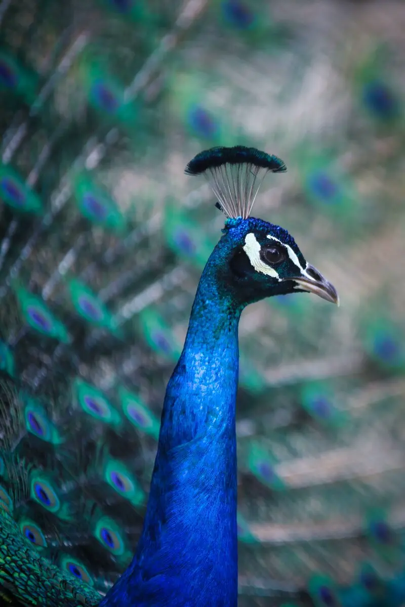 peacock in filerimos monastery
